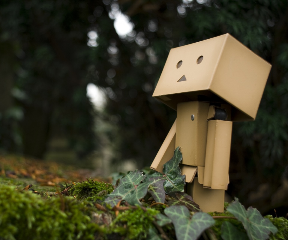 Danbo смотрит вверх обои