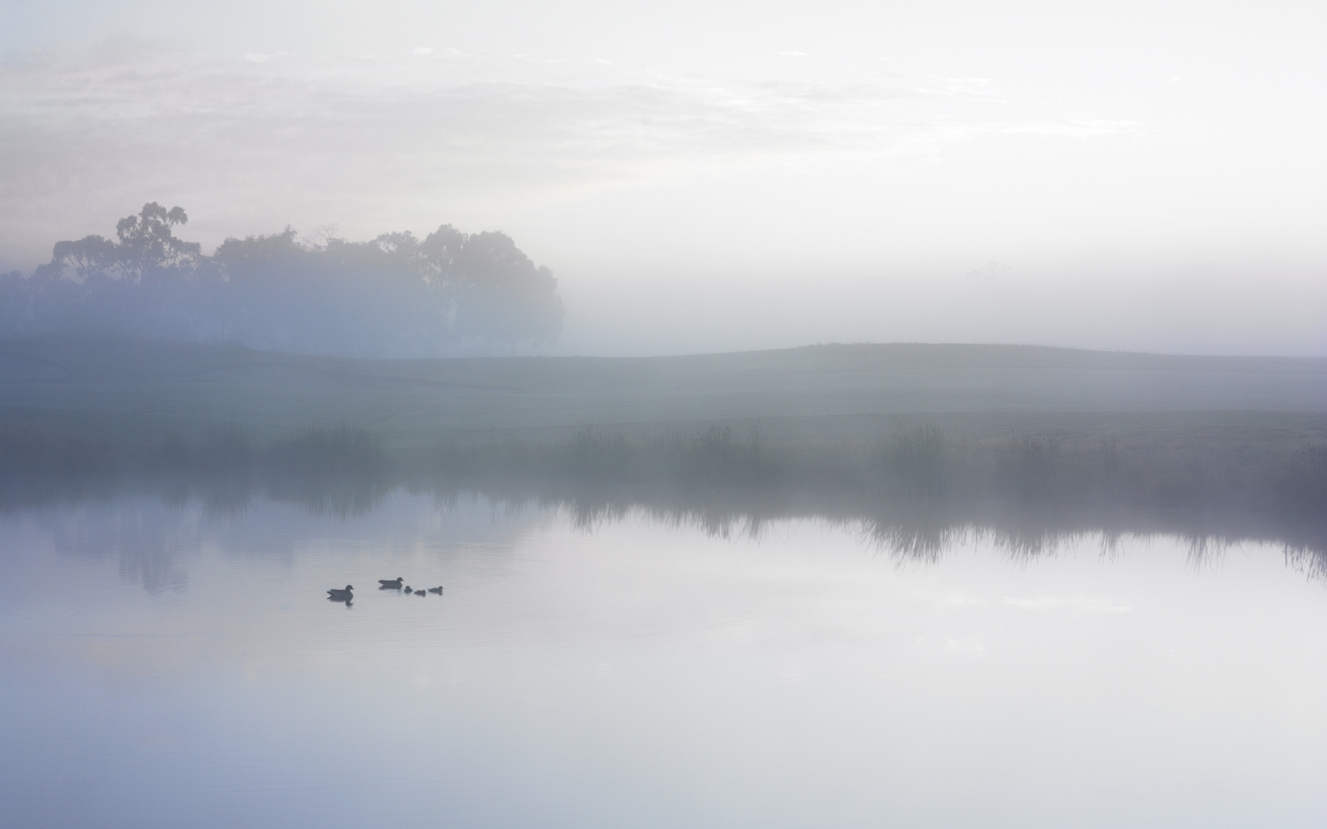 Ducks on a Misty Pond обои