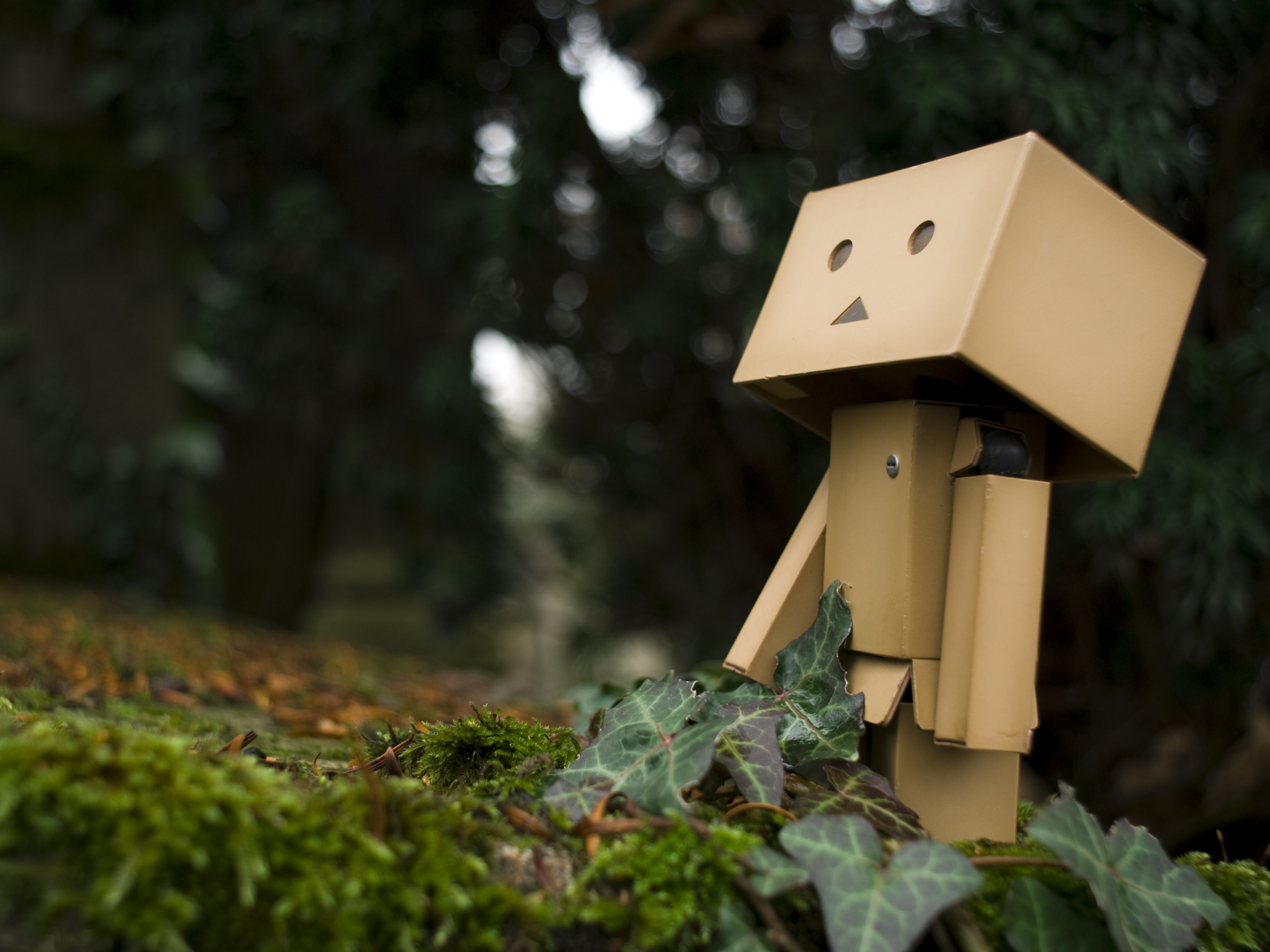 Danbo смотрит вверх обои