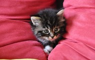 обои Котенок в подушках для рабочего стола котенок