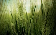 обои Подрастающая рожь для рабочего стола рожь