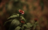 обои Фотография цветка для рабочего стола цветок