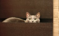 обои Кот в ящике комода для рабочего стола комод кот ящик