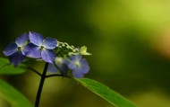 обои Нежно-синие цветы для рабочего стола лепестки цветы