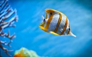 обои Тропическая рыбка для рабочего стола кораллы море океан рыба