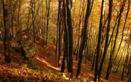обои Осенний лес для рабочего стола деревья лес осень