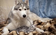 обои Собака и котенок для рабочего стола котенок мило пес собака