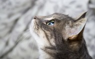 обои Кот для рабочего стола кот