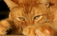 обои Рыжий котяра для рабочего стола глаза кот рыжий