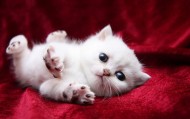 обои Маленький котенок для рабочего стола котенок