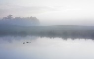 обои Ducks on a Misty Pond для рабочего стола озеро туман утки