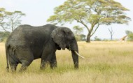 обои Elephant для рабочего стола саванна слон