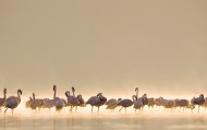 обои Flamingos для рабочего стола фламинго