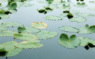 обои Плавающие листья для рабочего стола вода кувшинка листья