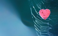 обои Сердце в паутине для рабочего стола паутина сердце