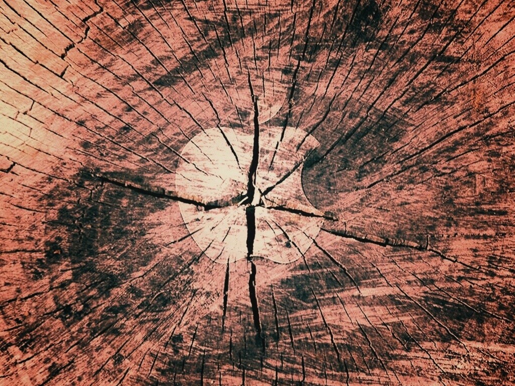 Логотип Apple на бревне обои