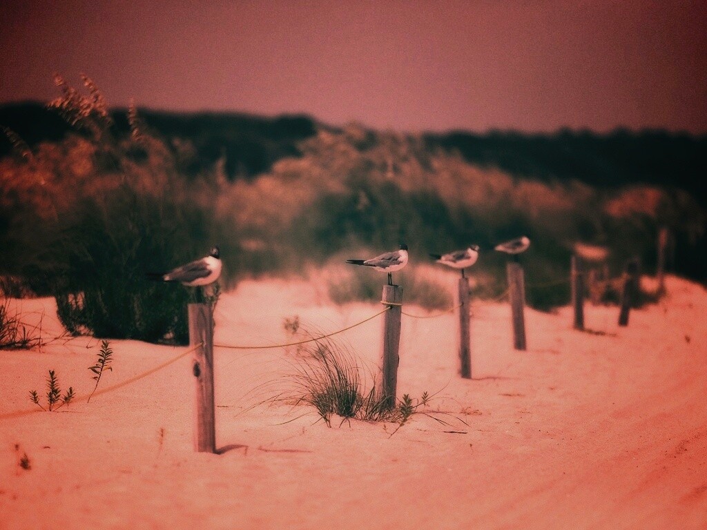 Птички на столбиках обои