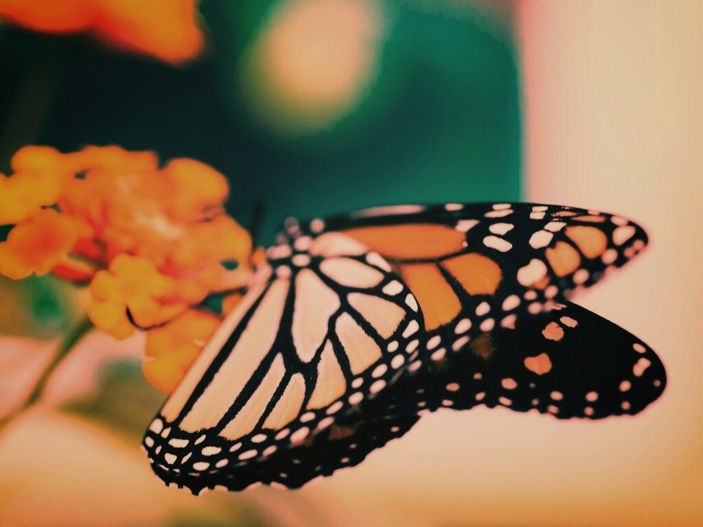 Бабочка на цветке в макро обои