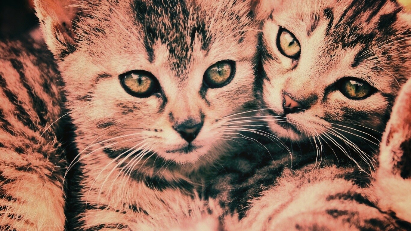 Котята в обнимку обои