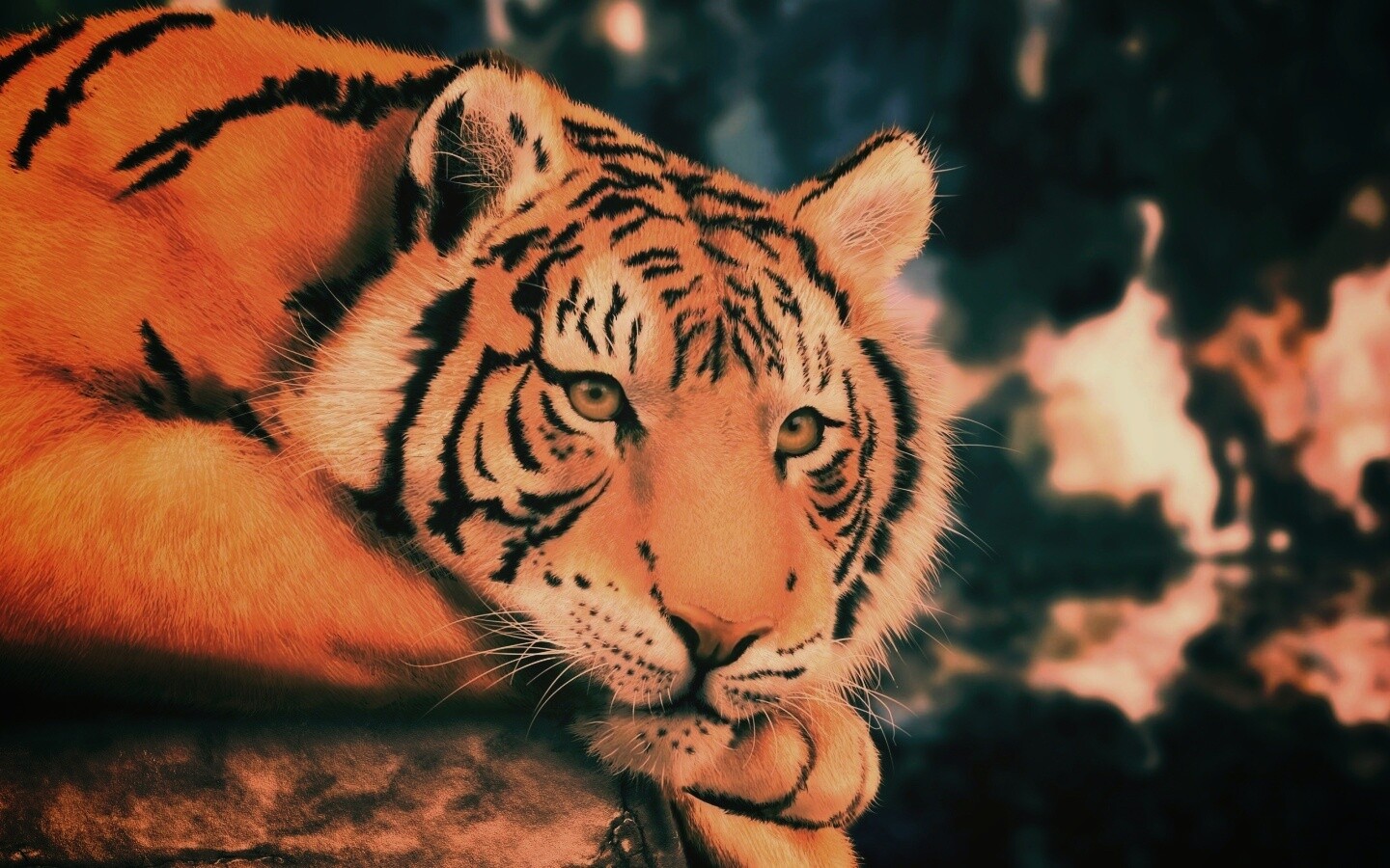 Грустный тигра обои