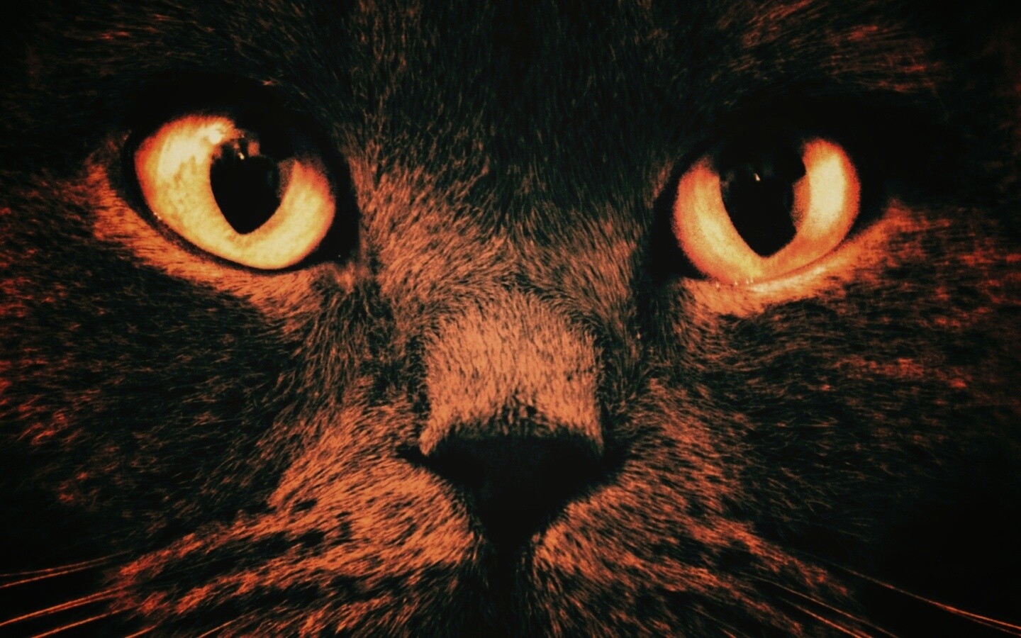 черная кошка с желтыми глазами без смс