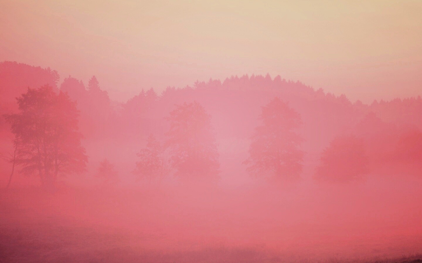 Розовый лес обои