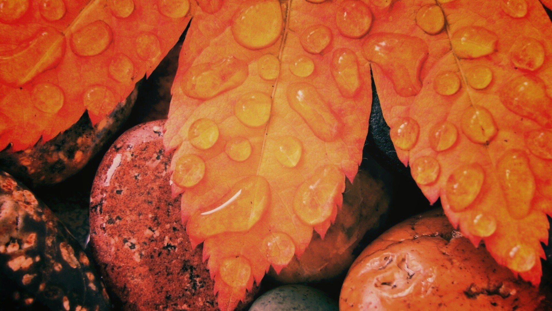 Мокрые листья на камнях обои