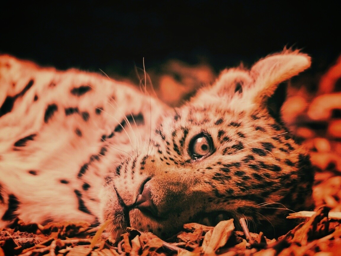 Гепард котенок обои