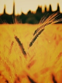 Пшеничное поле обои