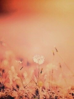 Летняя трава обои