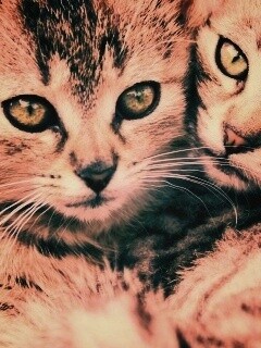 Котята в обнимку обои