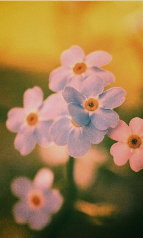 Обои цветов обои