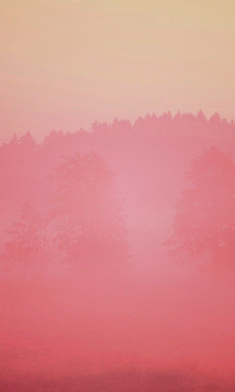 Розовый лес обои