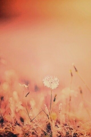 Летняя трава обои