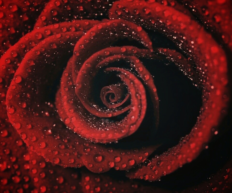 Красная роза обои