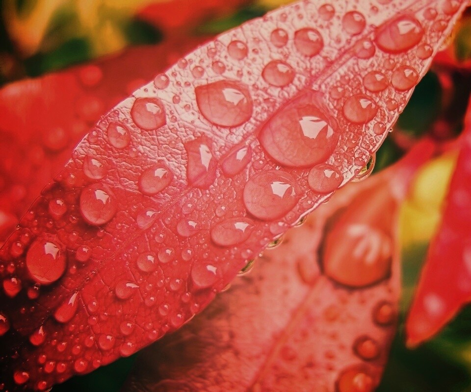 Капли росы на красных листьях обои