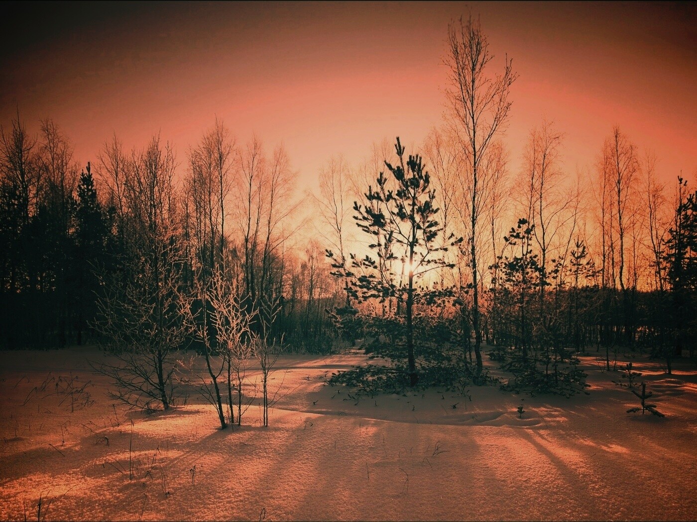 Зимний лес обои