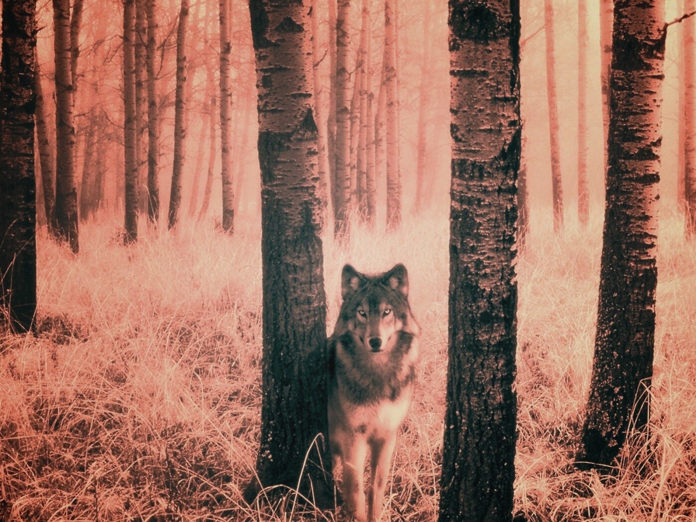 Волк в лесу обои