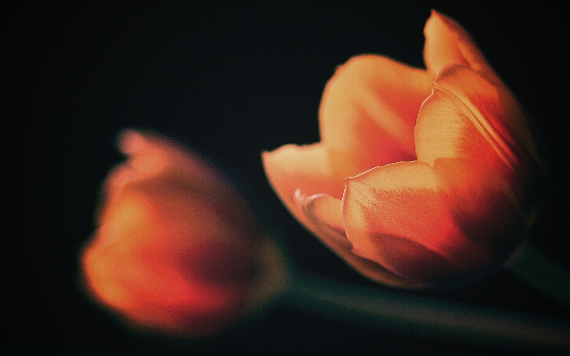 Тюльпаны в темноте обои