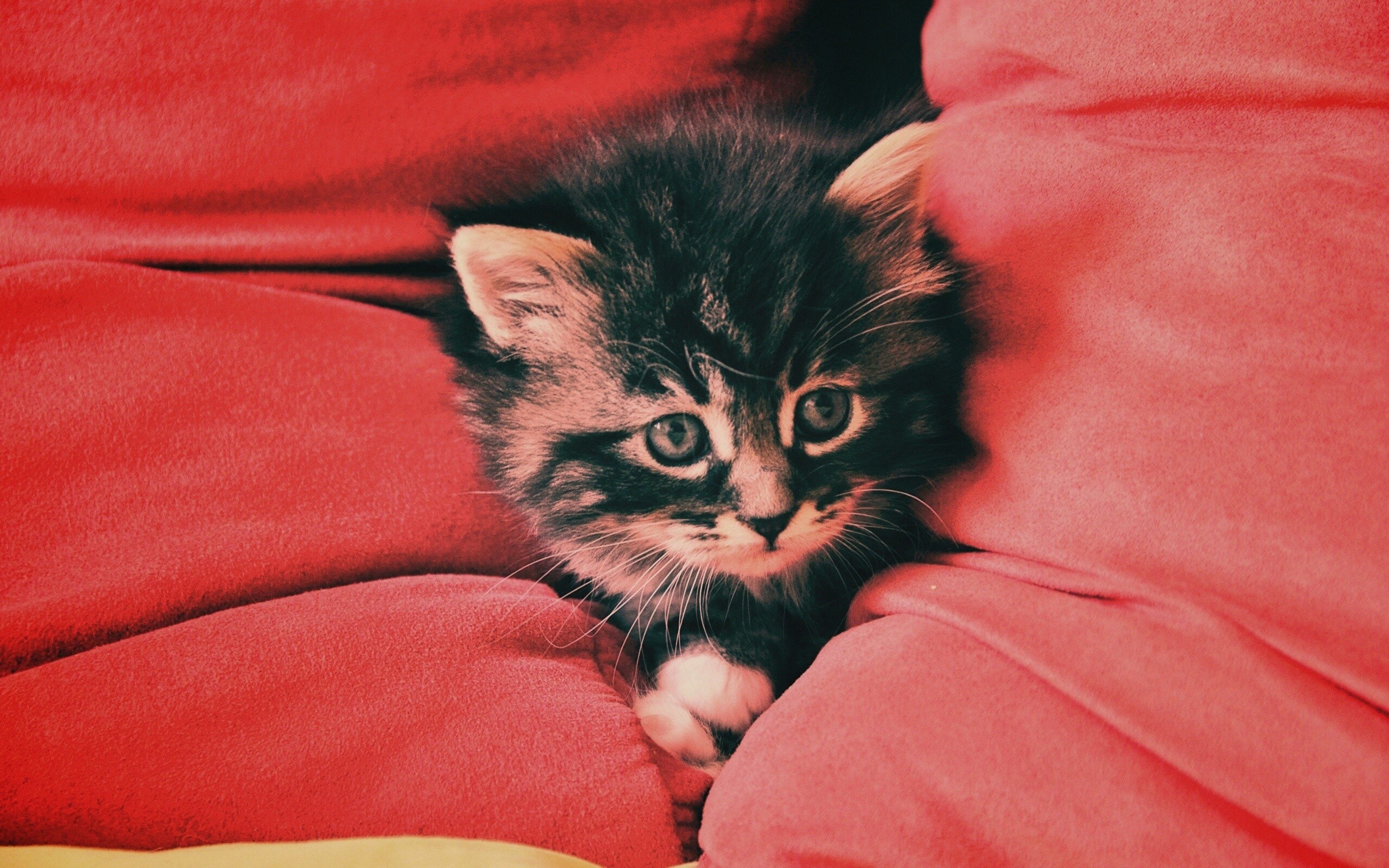Киса 5. Красивые котята. Маленький котенок. Котята милашки. Миленькие котята.