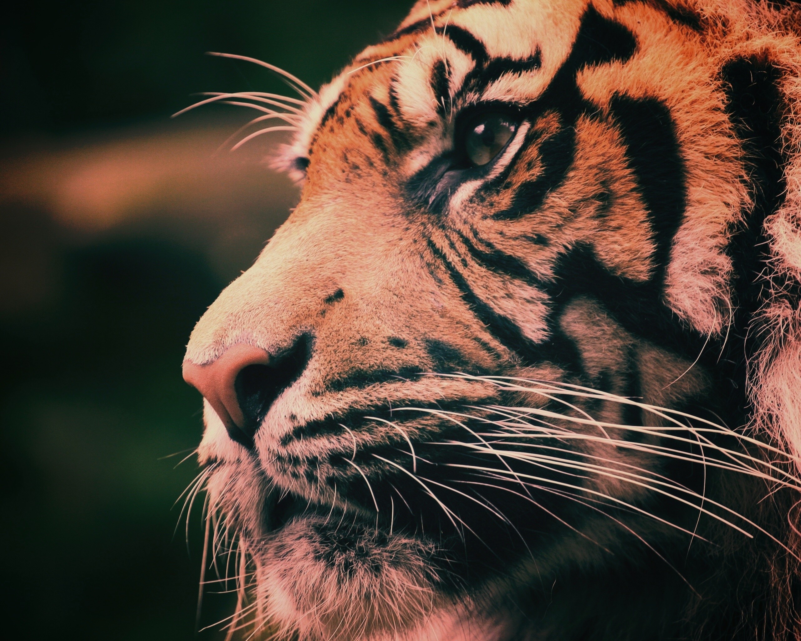 Тигр под пальмой тигр взгляд вверх бесплатно