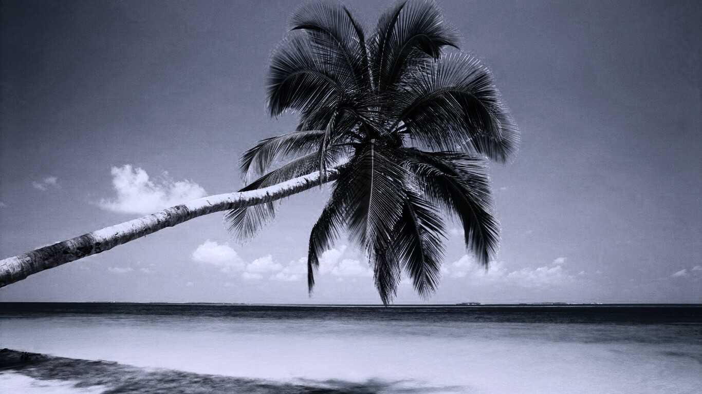 Пальма на лазурном берегу обои