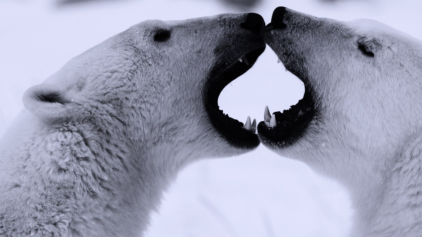 Полярные медведи обои
