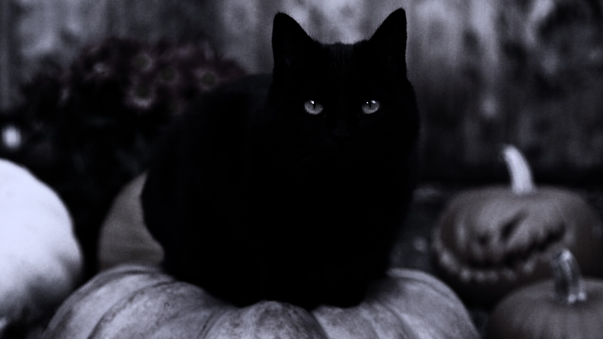 Черный котенок с тыквой без смс