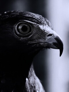 Взгляд орла обои