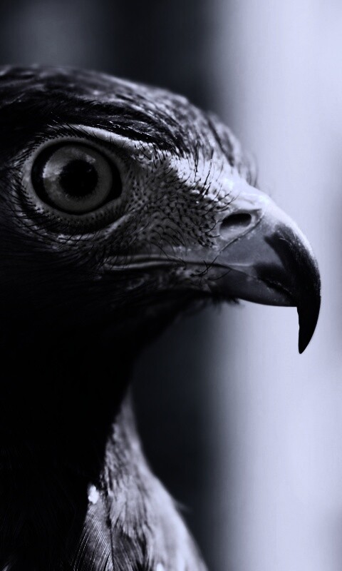 Взгляд орла обои