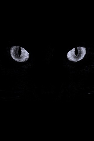 Черный кот обои
