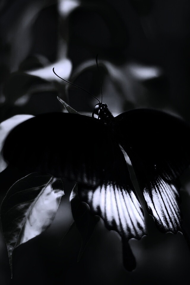 Сохранение темных бабочек в результате. Черный мотылек. Бабочка черная. Красивая черная бабочка. Бабочка черно белая.