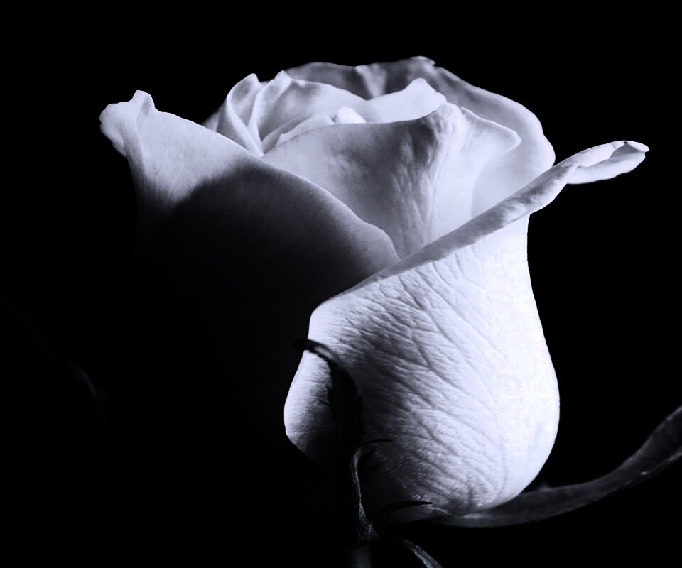 Бутон белой розы обои