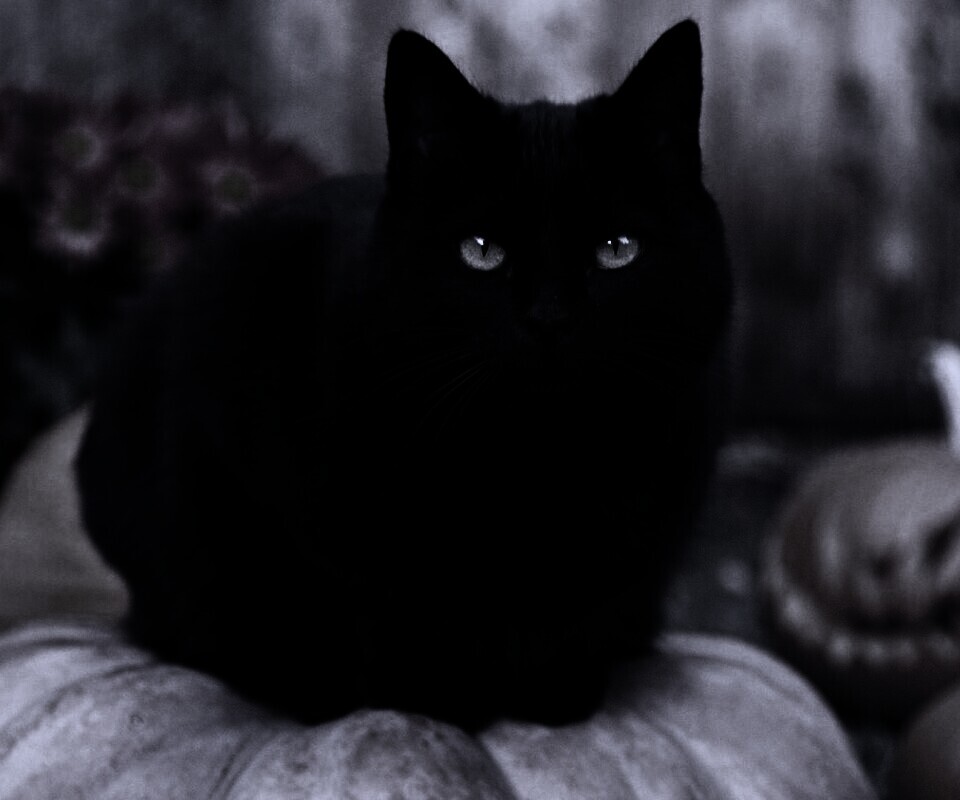 Чёрный кот на тыкве обои